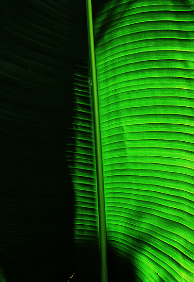Palm