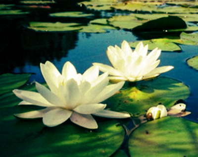 lotus-07-41-43