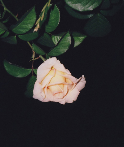 rose