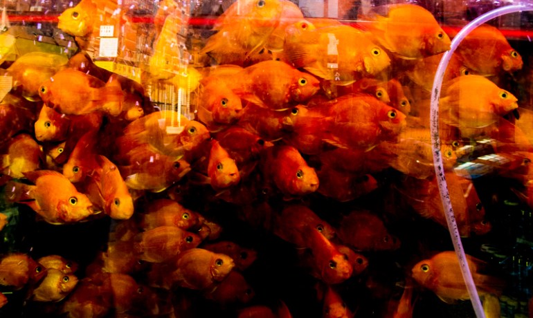 jaramay-fiaref